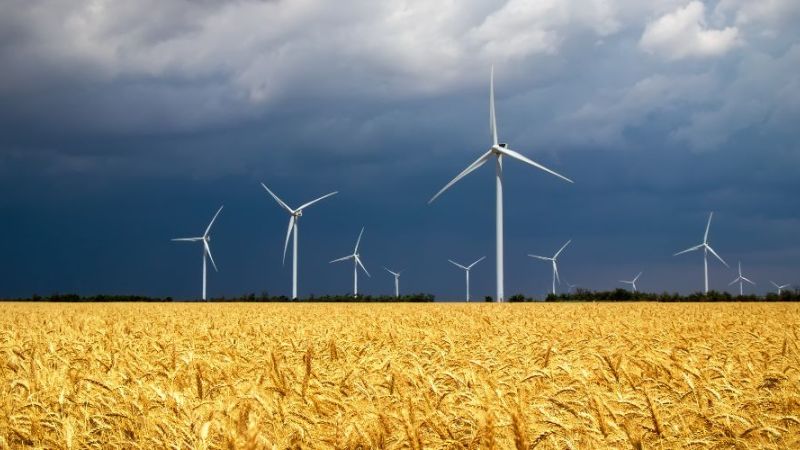 Mehrere Windenergieanlagen auf einem gelben Rapsfeld unter dunklen Wolken.