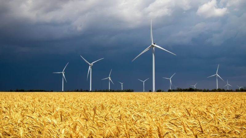 Several wind turbines on a yellow rape field under dark clouds.