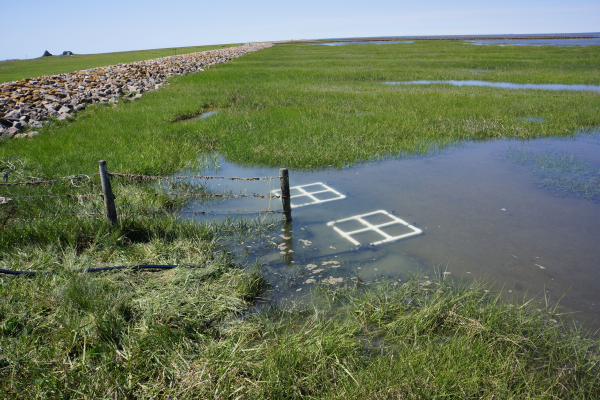 Investigation of the prokaryotic communities on samples protected and unprotected with protective current on a hallig. Here: Protection of the cabling in case of high tide introduced into the sediment.